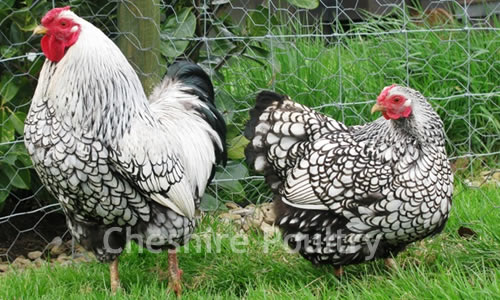 Click to open our Silver Laced Wyandotte Bantam gallery