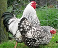 Click to open our Silver Laced Wyandotte Bantam gallery