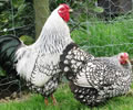 Click to open our Silver Laced Wyandotte Bantam gallery