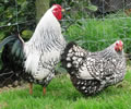 Click to open our Silver Laced Wyandotte Bantam gallery
