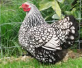 Click to open our Silver Laced Wyandotte Bantam gallery