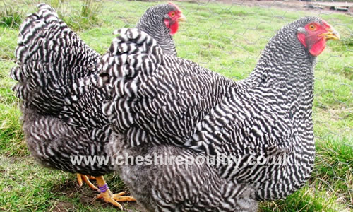 Click to open our Barred Wyandotte gallery