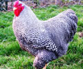 Click to open our Barred Wyandotte gallery