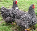 Click to open our Barred Wyandotte gallery