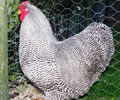 Click to open our Barred Wyandotte gallery