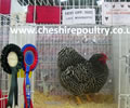 Click to open our Barred Wyandotte gallery
