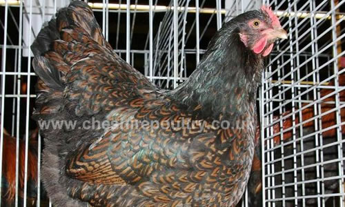 Click to open our Double Laced Barnevelder gallery