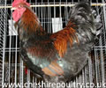 Click to open our Double Laced Barnevelder gallery