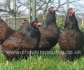 Click to open our Double Laced Barnevelder gallery