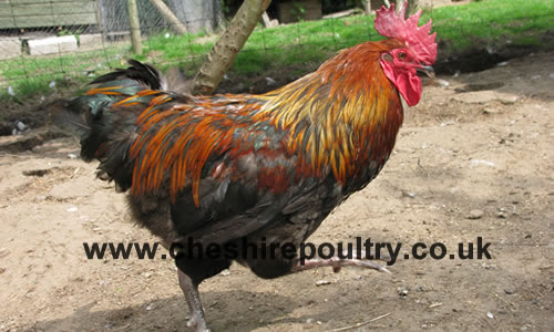 Click to open our Copper Black Marans gallery