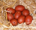 Click to open our Copper Black Marans gallery