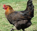 Click to open our Copper Black Marans gallery