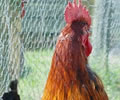 Click to open our Copper Black Marans gallery