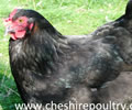 Click to open our Copper Black Marans gallery