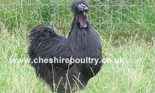 Click to open our Black Silkie gallery