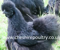 Click to open our Black Silkie gallery