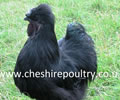 Click to open our Black Silkie gallery