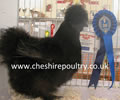 Click to open our Black Silkie gallery