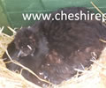 Click to open our Black Silkie gallery