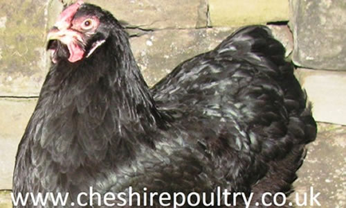 Click to open our Black Wyandotte (pure)  gallery