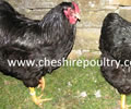 Click to open our Black Wyandotte (pure)  gallery