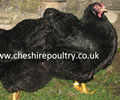 Click to open our Black Wyandotte (pure)  gallery