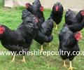 Click to open our Black Wyandotte (pure)  gallery