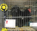 Click to open our Black Wyandotte (pure)  gallery