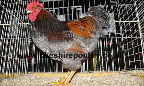 Click to open our Blue Laced Barnevelder gallery