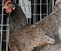 Click to open our Blue Laced Barnevelder gallery