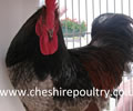 Click to open our Blue Laced Barnevelder gallery