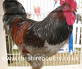 Click to open our Blue Laced Barnevelder gallery
