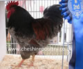 Click to open our Blue Laced Barnevelder gallery