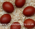 Click to open our Copper Blue Marans gallery