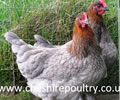 Click to open our Copper Blue Marans gallery