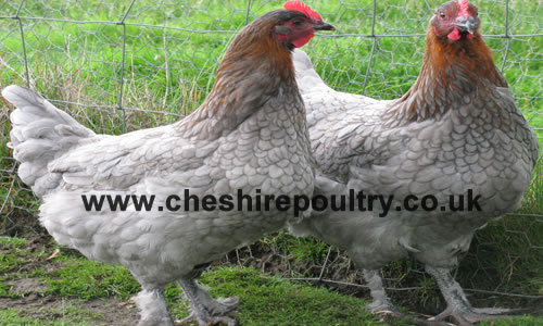 Click to open our Copper Blue Marans gallery