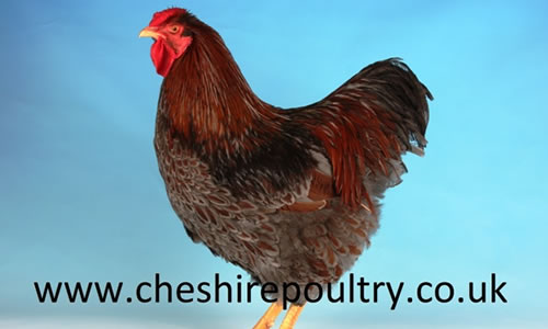 Click to open our Blue laced Wyandotte gallery