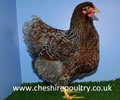 Click to open our Blue laced Wyandotte gallery