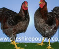 Click to open our Blue laced Wyandotte gallery