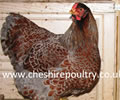 Click to open our Blue laced Wyandotte gallery