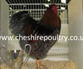 Click to open our Blue laced Wyandotte gallery