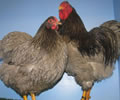 Click to open our Blue Wyandotte gallery