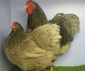 Click to open our Blue Wyandotte gallery