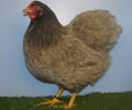 Click to open our Blue Wyandotte gallery