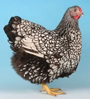 poultry breeds