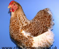 Click to open our Buff laced Wyandotte gallery