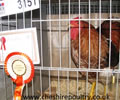 Click to open our Buff laced Wyandotte gallery