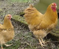 Click to open our Buff Wyandotte gallery
