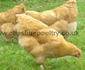 Click to open our Buff Wyandotte gallery