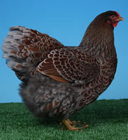 Keeping Chickens